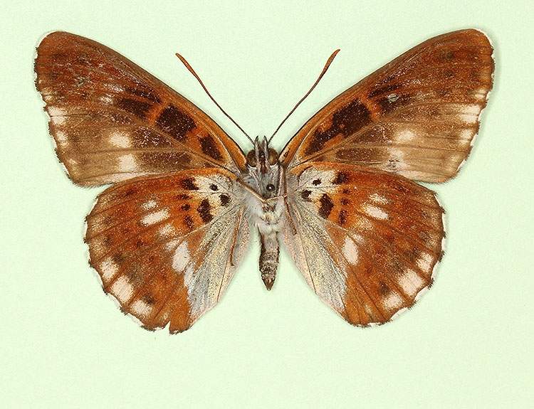 Limenitis camilla male (aberrant form obliterae, verso) (Internet Image property of respective owner, non-commercial use only)